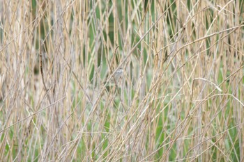 Japanese Bush Warbler 芥川 Sun, 4/30/2023