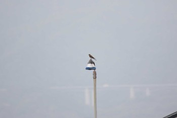 Common Kestrel 津之江公園 Sun, 4/30/2023