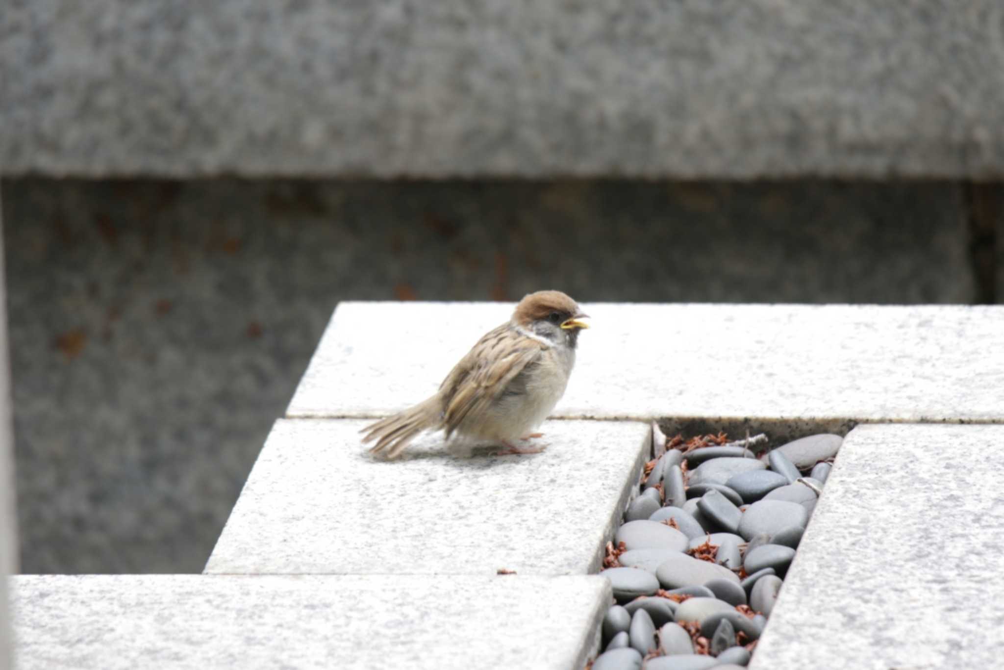 Eurasian Tree Sparrow