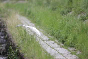 Great Egret 新川桜堤 Sun, 4/30/2023