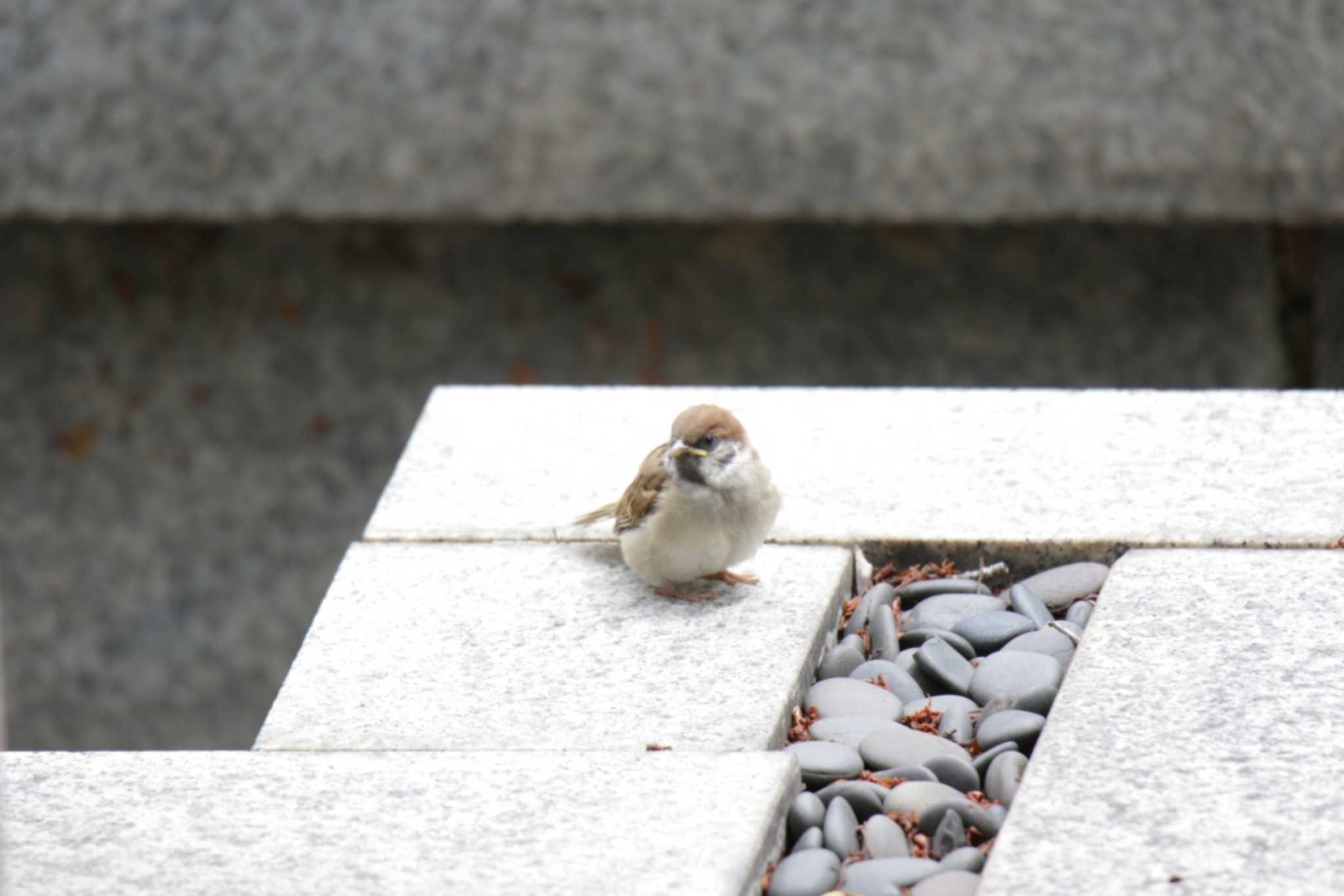 Eurasian Tree Sparrow