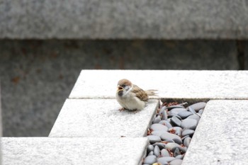 2023年4月30日(日) 新川桜堤の野鳥観察記録