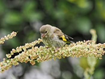 2023年4月30日(日) 南芦屋浜の野鳥観察記録