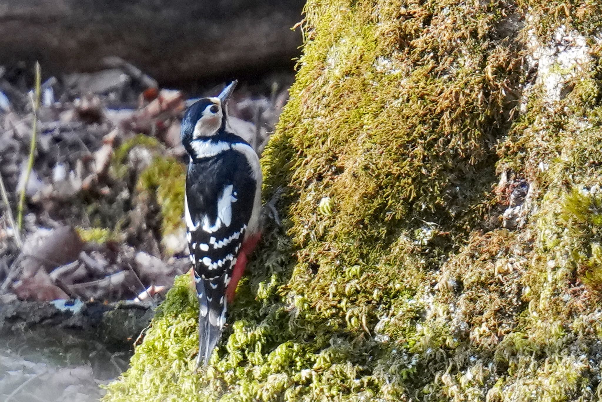 柳沢峠 アカゲラの写真