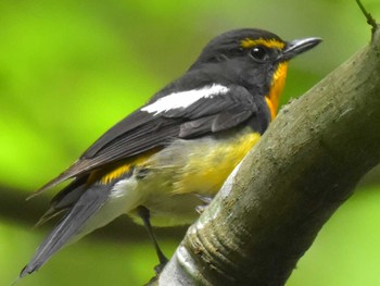 Narcissus Flycatcher 八王子 Sat, 6/9/2018