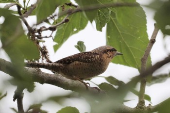 2023年4月30日(日) 入間川(笹井堰周辺)の野鳥観察記録