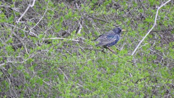 2023年4月16日(日) 八戸市史跡根城の広場及び馬淵川河川敷の野鳥観察記録