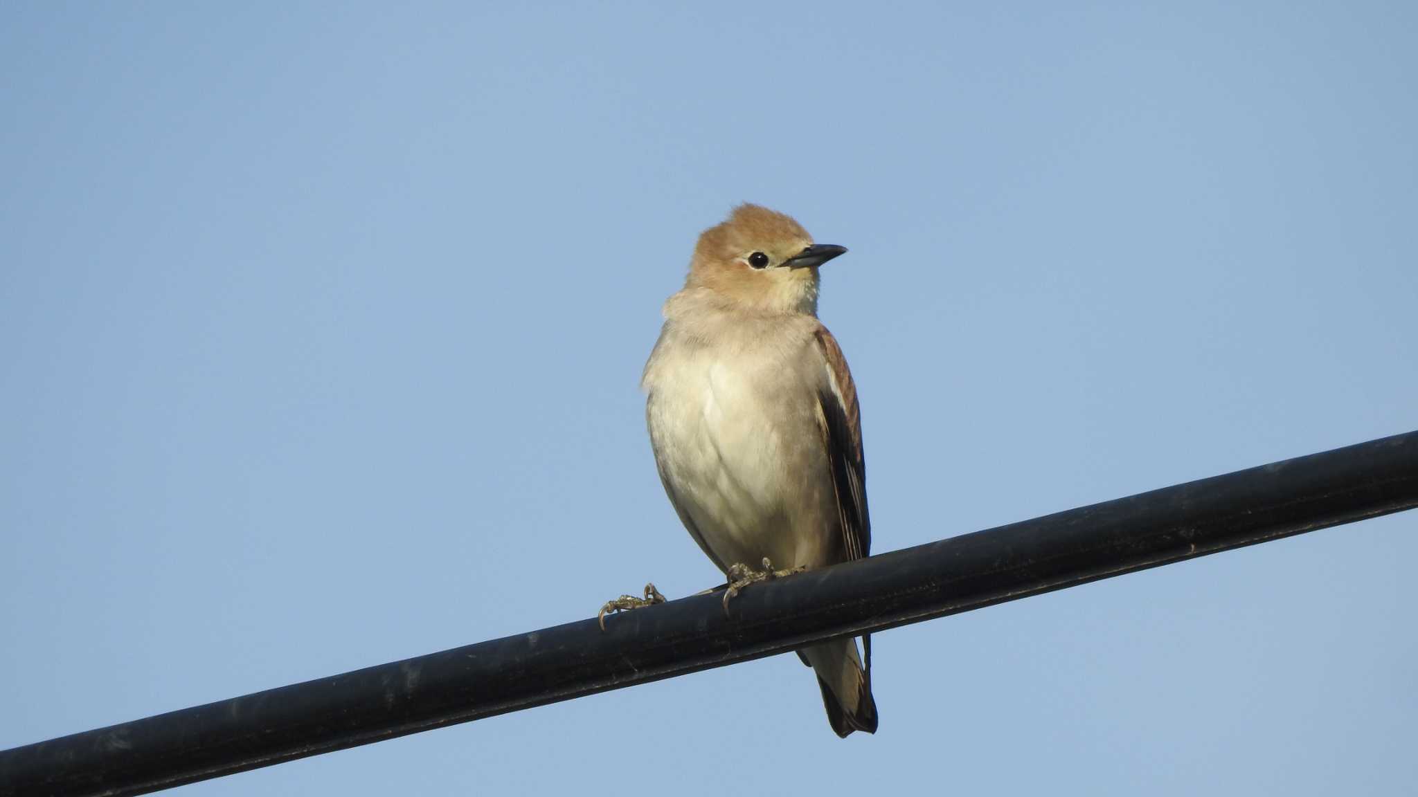 Chestnut-cheeked Starling