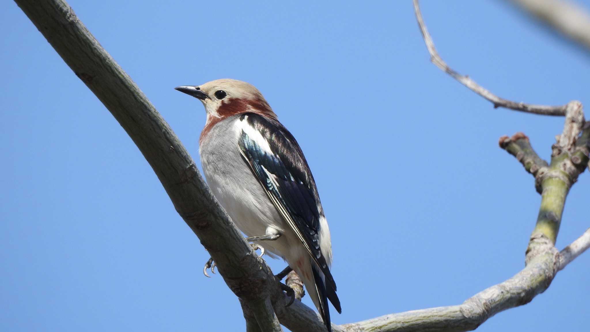 Chestnut-cheeked Starling