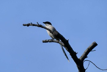 2023年4月29日(土) 都立浮間公園の野鳥観察記録