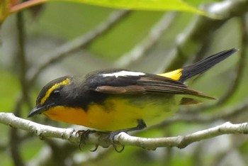 Narcissus Flycatcher 八王子 Sat, 6/9/2018