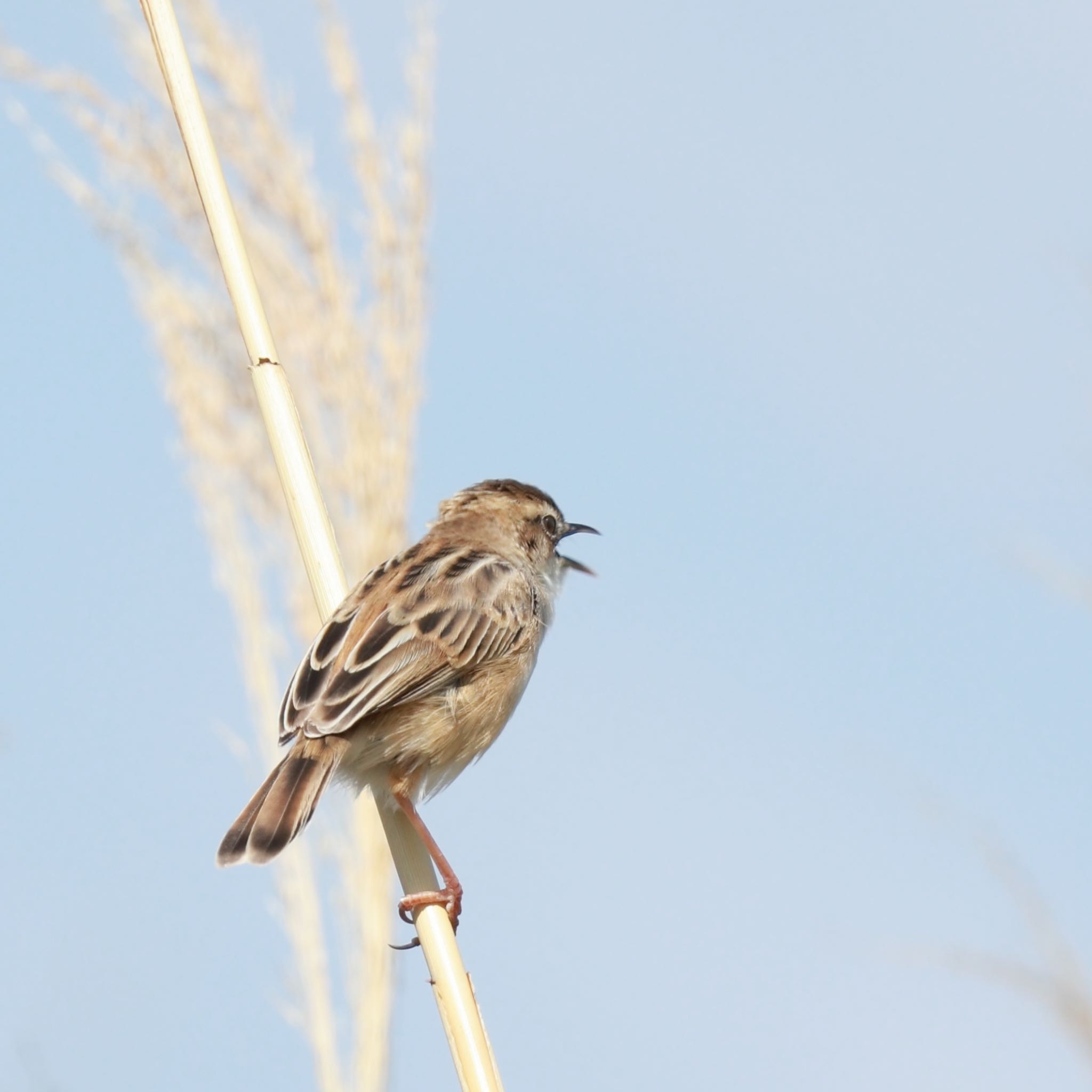 Zitting Cisticola