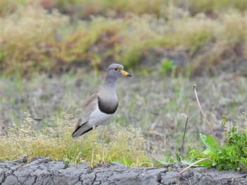 2023年4月30日(日) さいたま市農耕地の野鳥観察記録