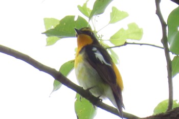 Narcissus Flycatcher Mizumoto Park Sun, 4/30/2023