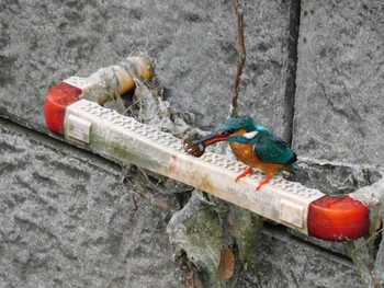 2023年4月30日(日) 平和の森公園、妙正寺川の野鳥観察記録