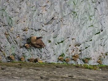 カルガモ 平和の森公園、妙正寺川 2023年4月30日(日)