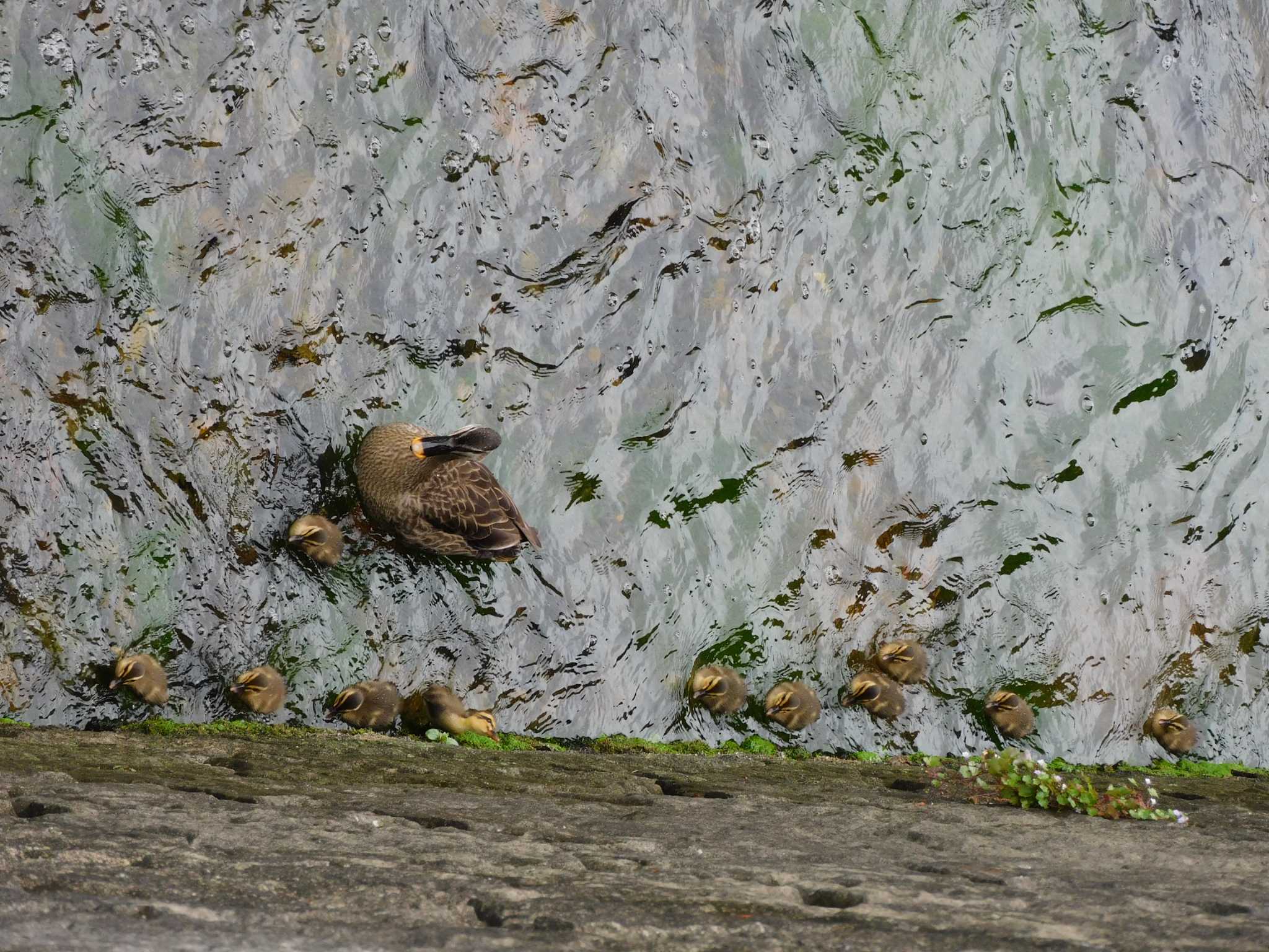 平和の森公園、妙正寺川 カルガモの写真