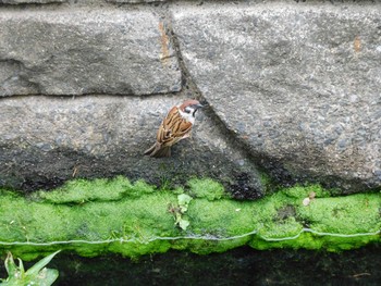 スズメ 平和の森公園、妙正寺川 2023年4月30日(日)