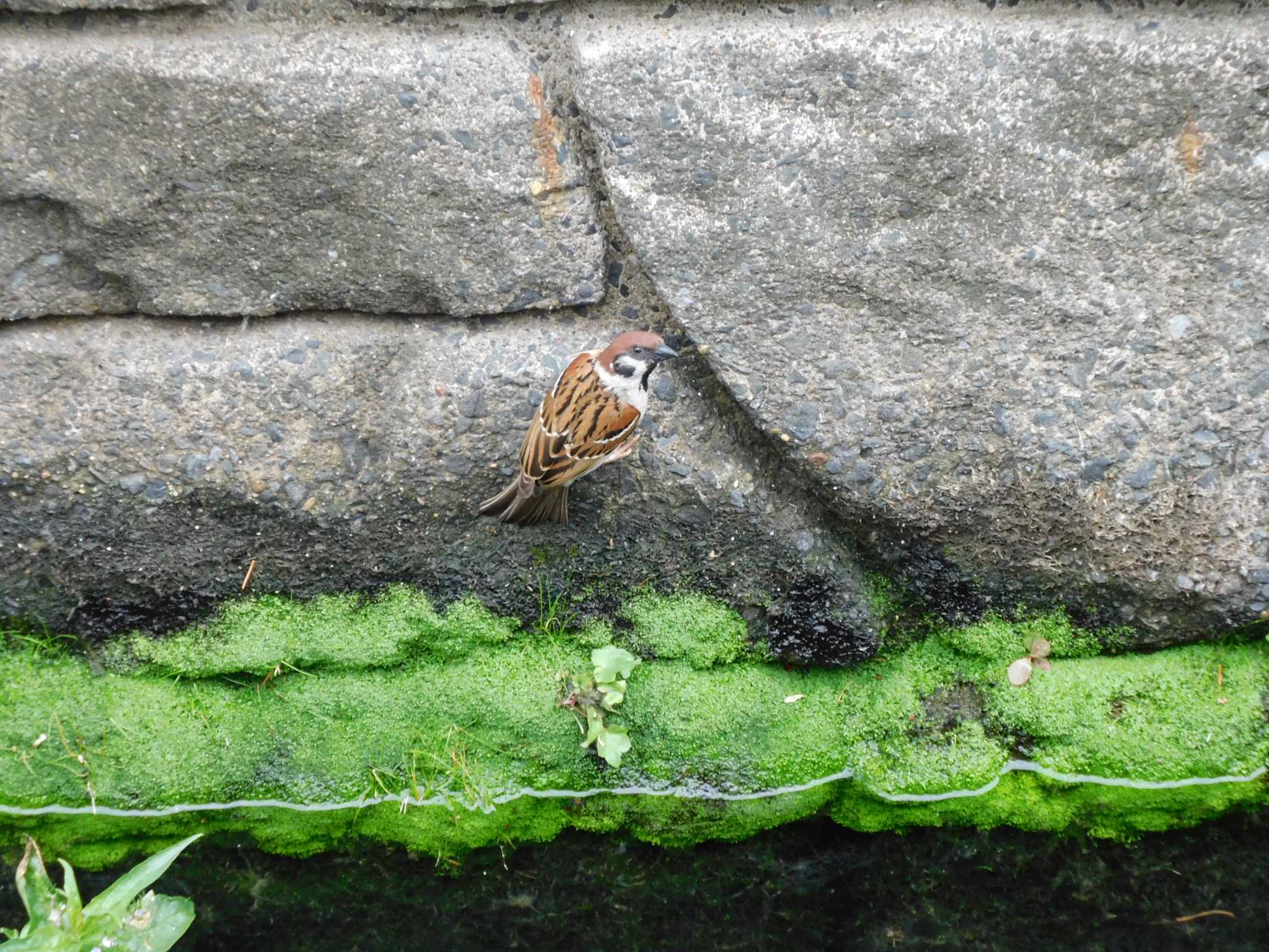 平和の森公園、妙正寺川 スズメの写真