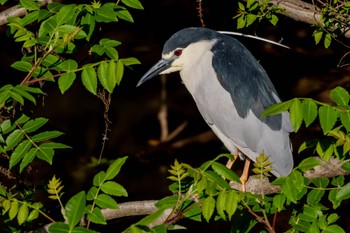 Black-crowned Night Heron 大高緑地公園 Thu, 4/27/2023