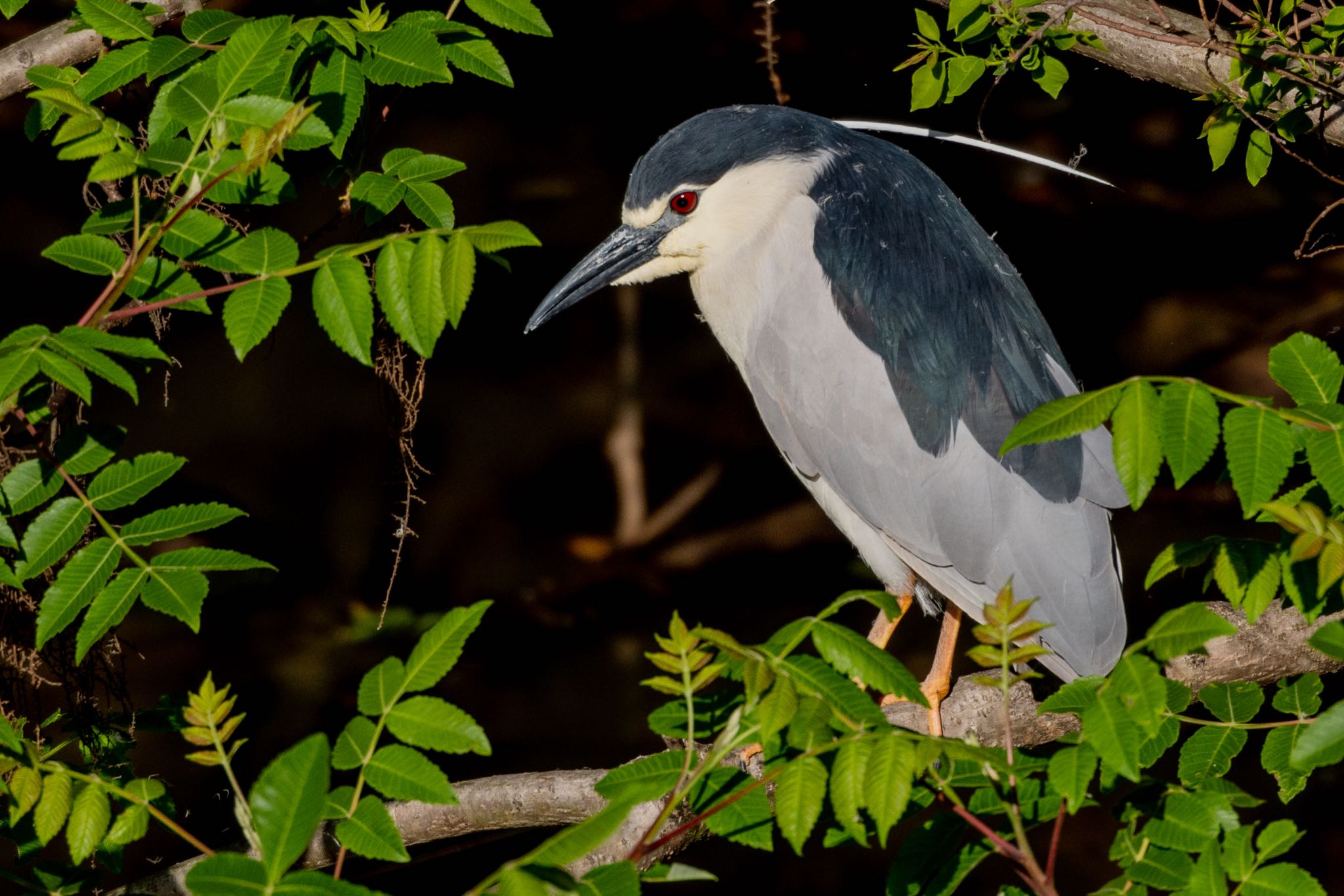 Black-crowned Night Heron