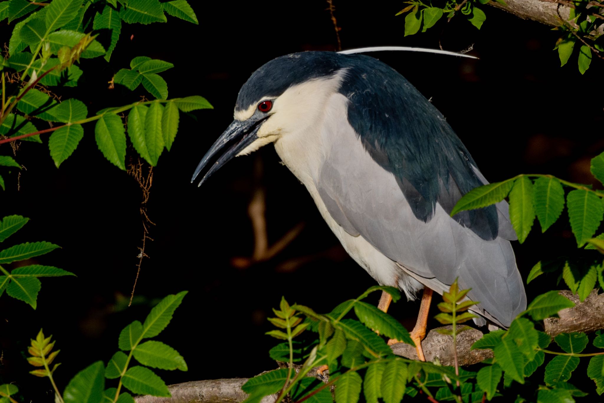 Black-crowned Night Heron