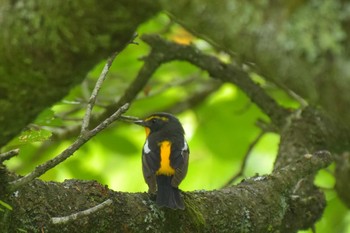 Narcissus Flycatcher 八王子 Sat, 6/9/2018