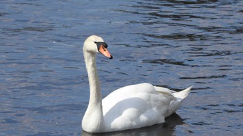 コブハクチョウ 下田公園(青森県おいらせ町) 2023年4月22日(土)