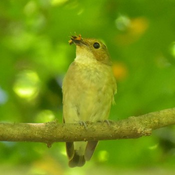 Narcissus Flycatcher 八王子 Sat, 6/9/2018