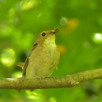 Narcissus Flycatcher 八王子 Sat, 6/9/2018