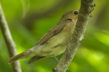 Narcissus Flycatcher 八王子 Sat, 6/9/2018