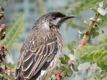 Red Wattlebird キングス・パーク・アンド・ボタニック・ガーデン Sun, 4/16/2023