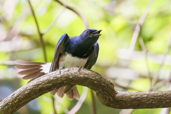 2023年4月29日(土) 早戸川林道の野鳥観察記録