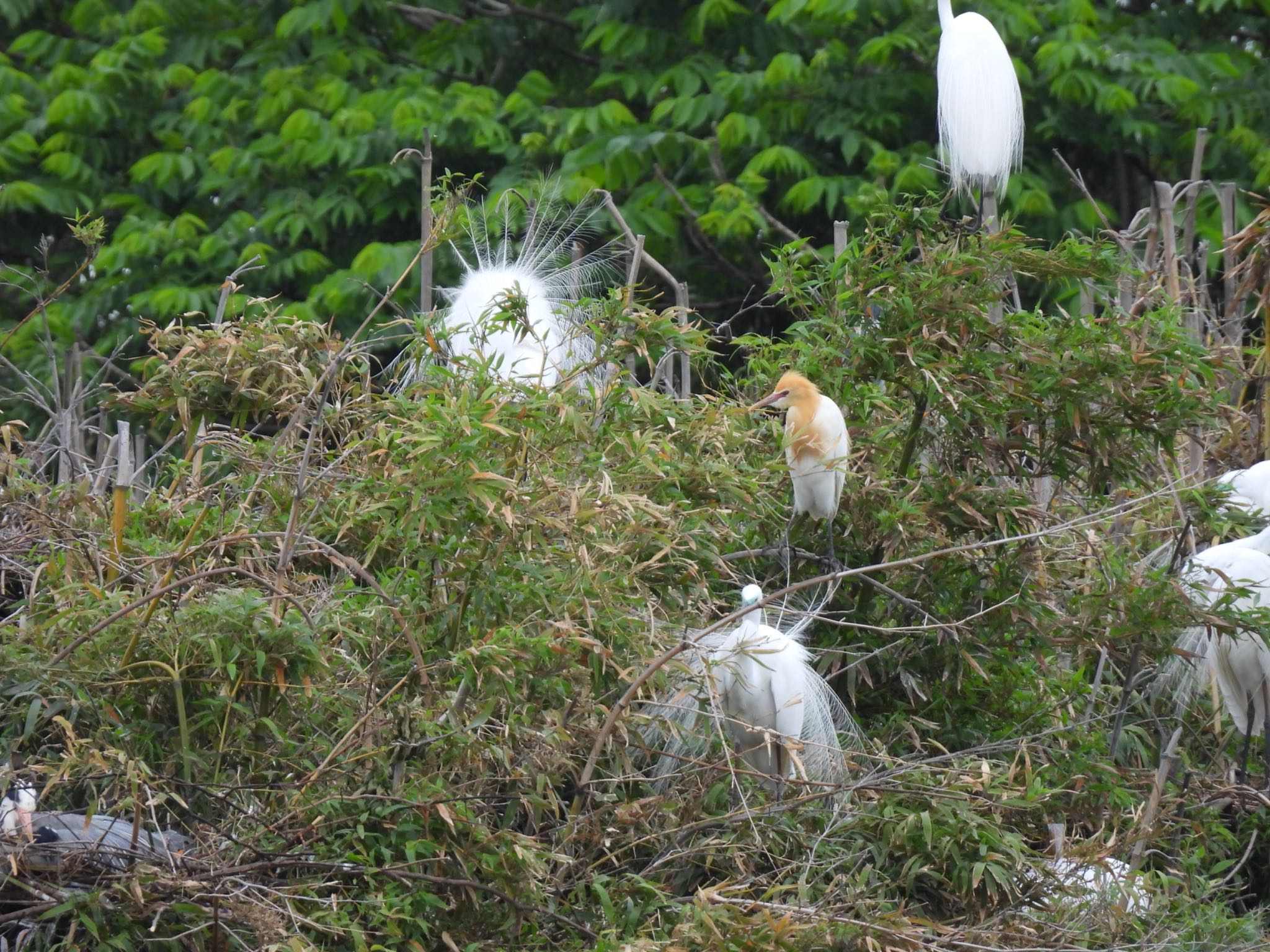 越谷サギコロニー アマサギの写真 by 鳥散歩