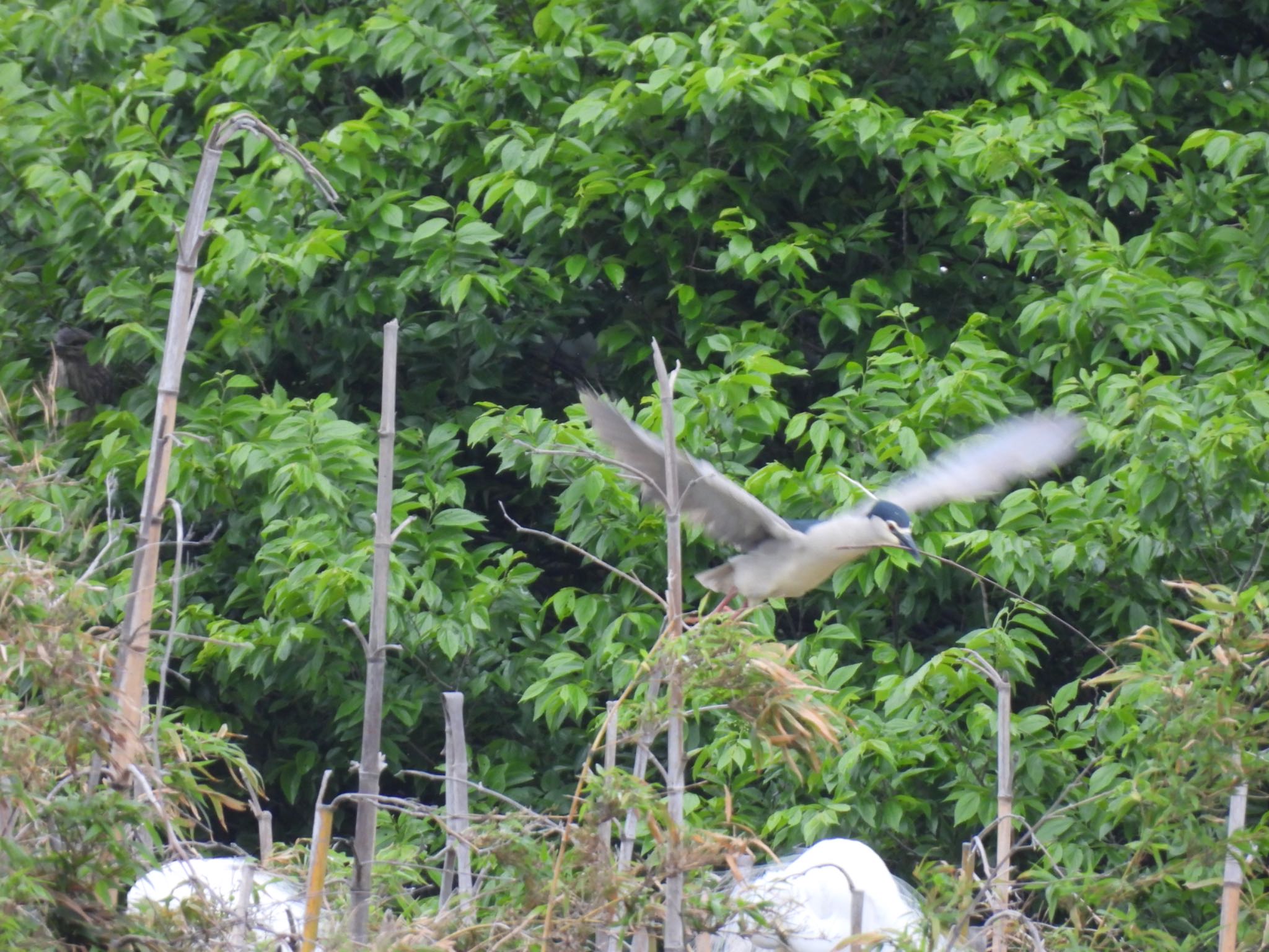 Black-crowned Night Heron