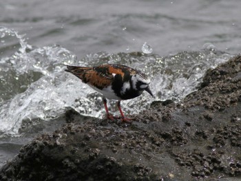 キョウジョシギ 東京港野鳥公園 2023年4月29日(土)