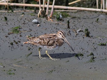 タシギ 東京港野鳥公園 2023年4月29日(土)