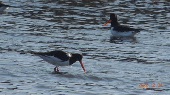 Eurasian Oystercatcher Kasai Rinkai Park Sun, 12/4/2022