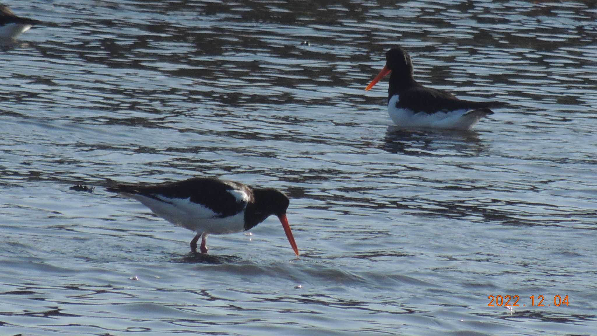 Photo of Eurasian Oystercatcher at Kasai Rinkai Park by チョコレート