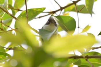 Long-tailed Tit ＭＦ Sat, 4/29/2023