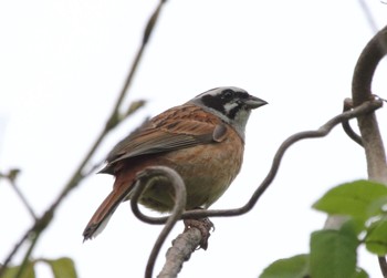 Meadow Bunting 宇曽川ダム Sun, 4/30/2023