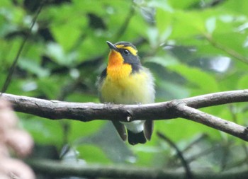 Narcissus Flycatcher 宇曽川ダム Sun, 4/30/2023