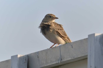 Sat, 6/9/2018 Birding report at JR寺庄駅付近