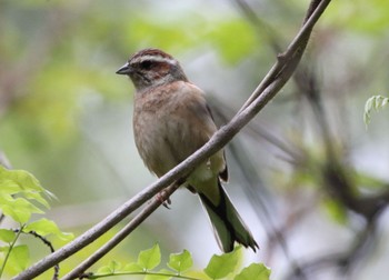 Meadow Bunting 宇曽川ダム Sun, 4/30/2023