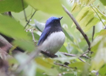 Blue-and-white Flycatcher 宇曽川ダム Sun, 4/30/2023