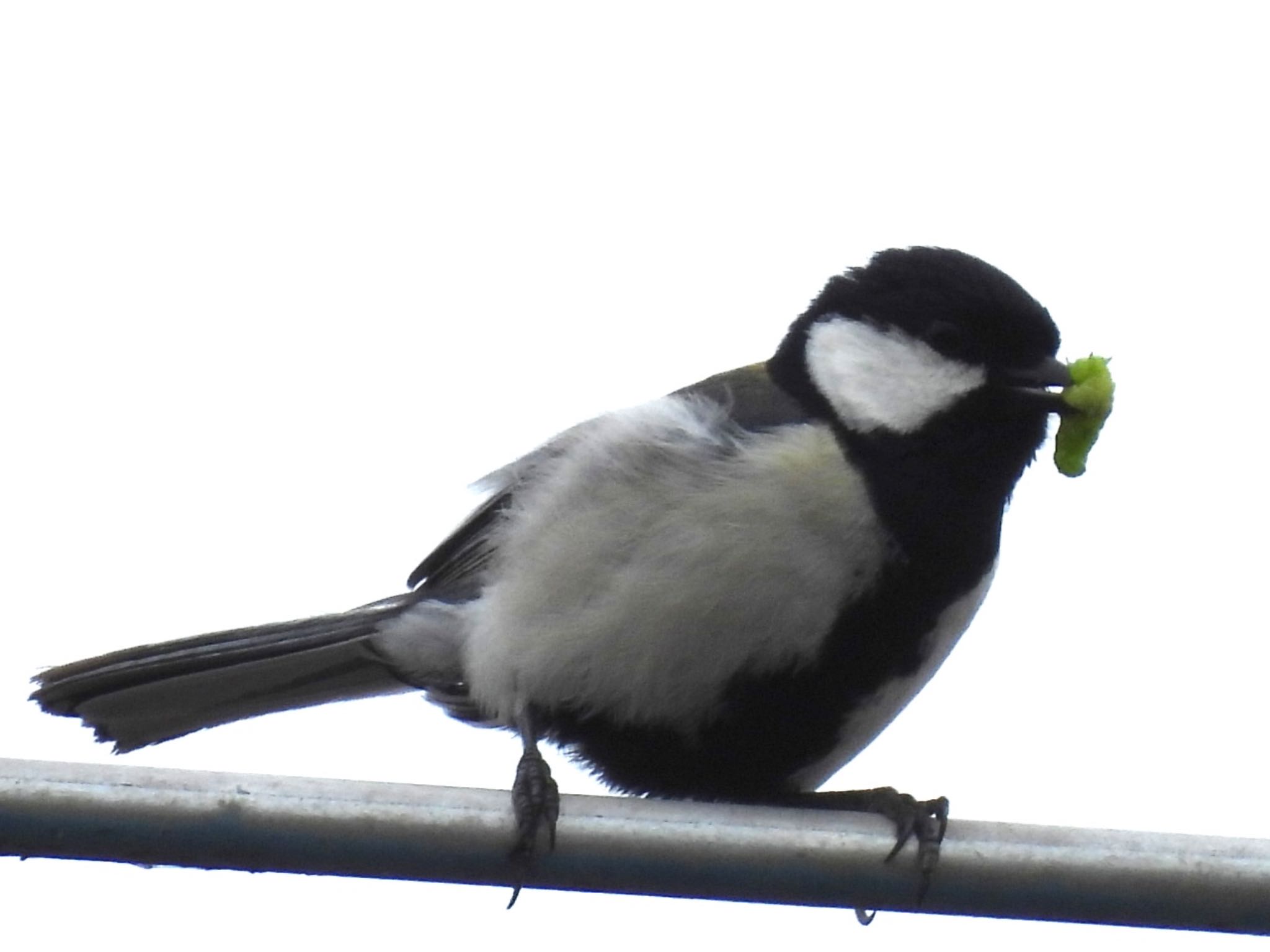 Japanese Tit