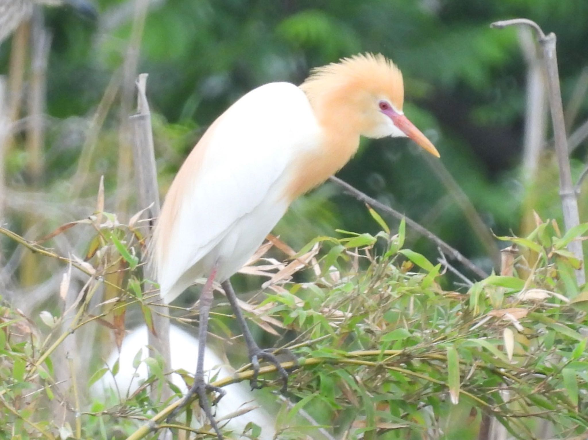 Eastern Cattle Egret