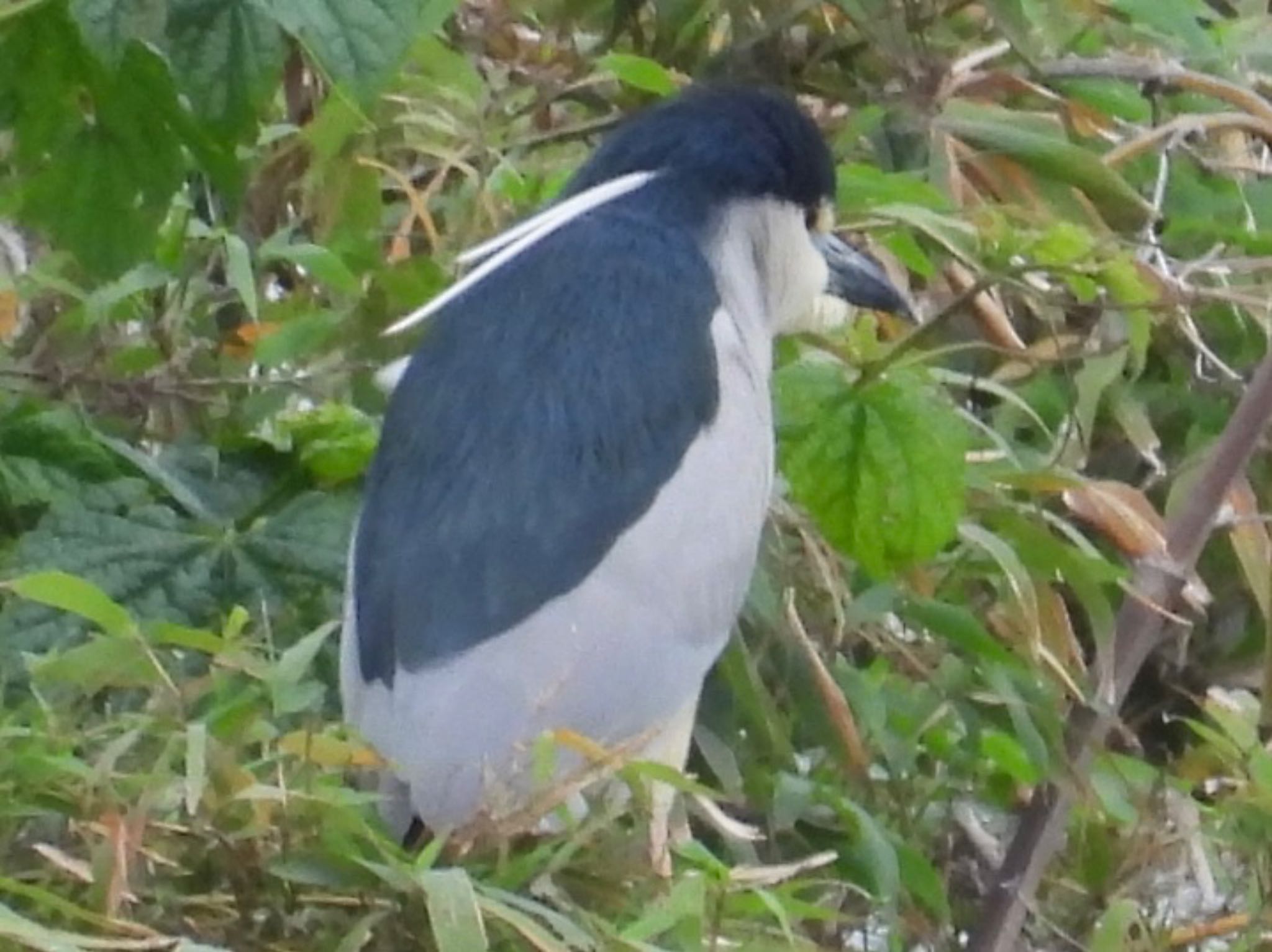 Black-crowned Night Heron