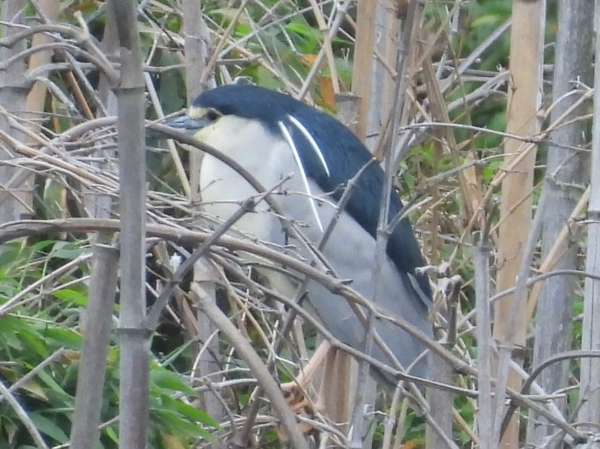 Black-crowned Night Heron