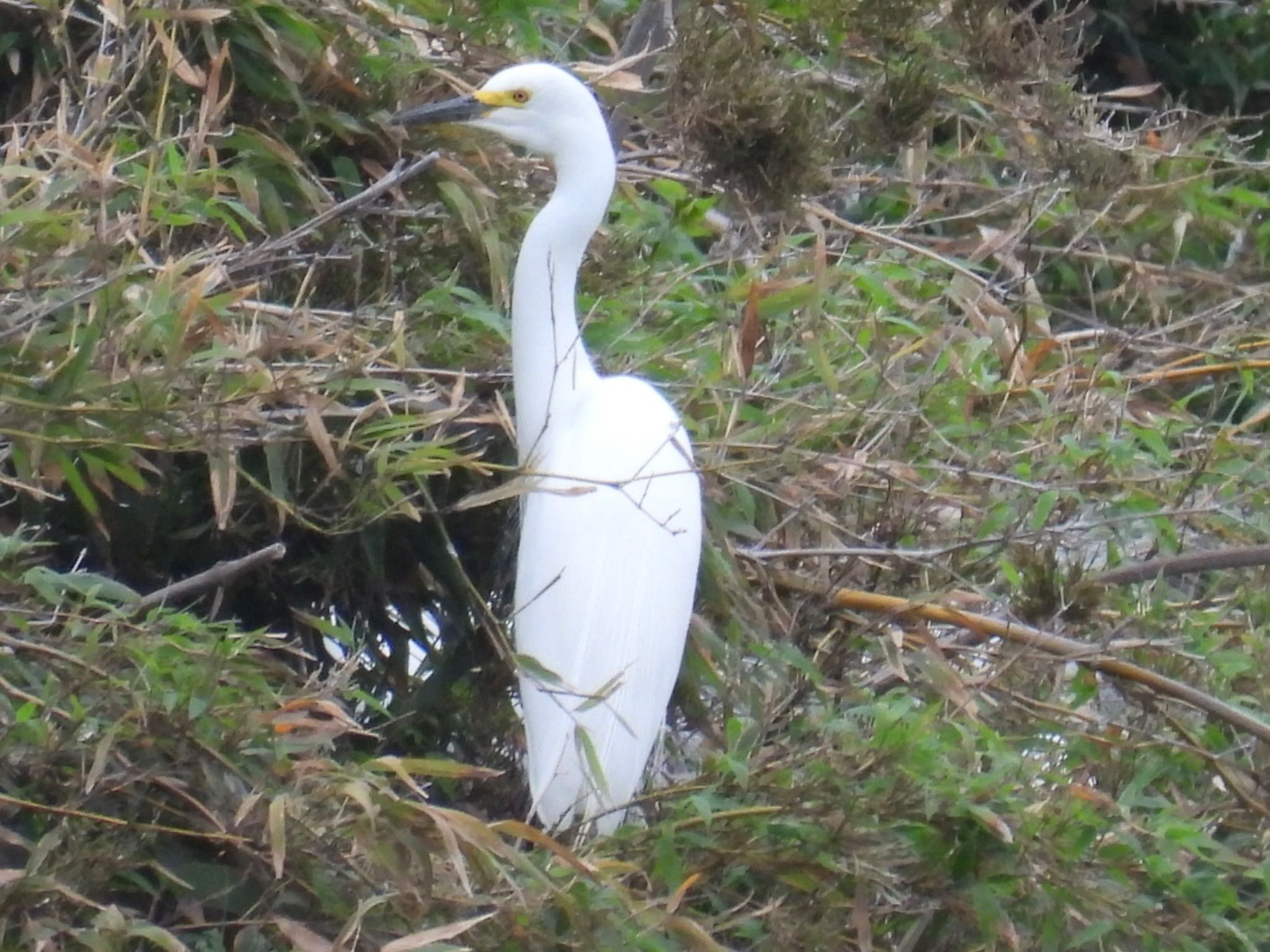 Medium Egret